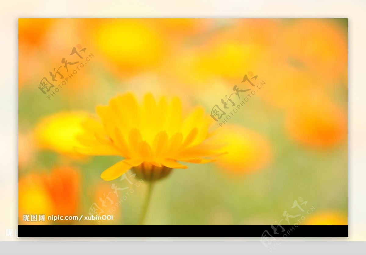 近拍的黄色野菊花图片
