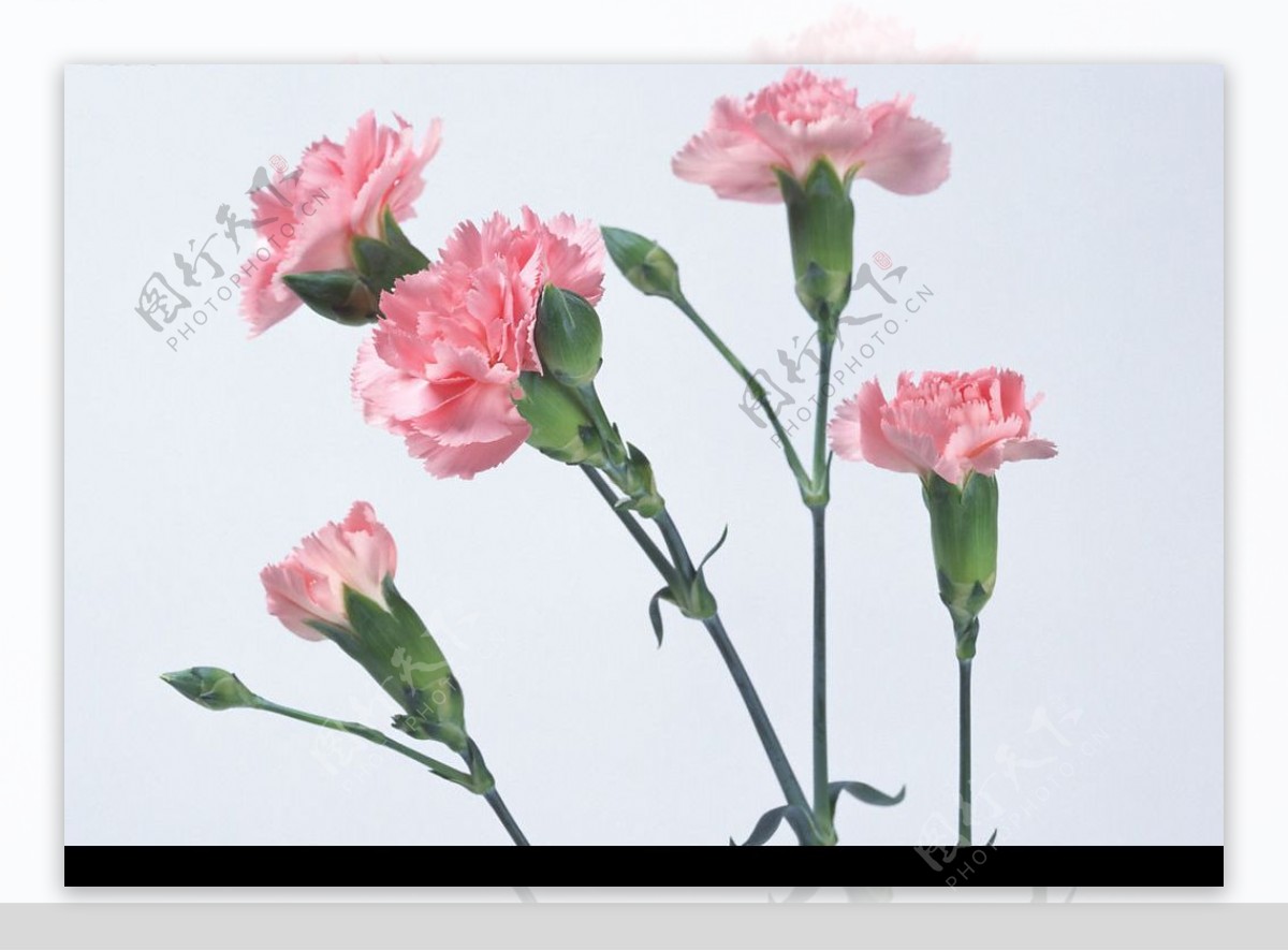 花卉粉康乃馨图片