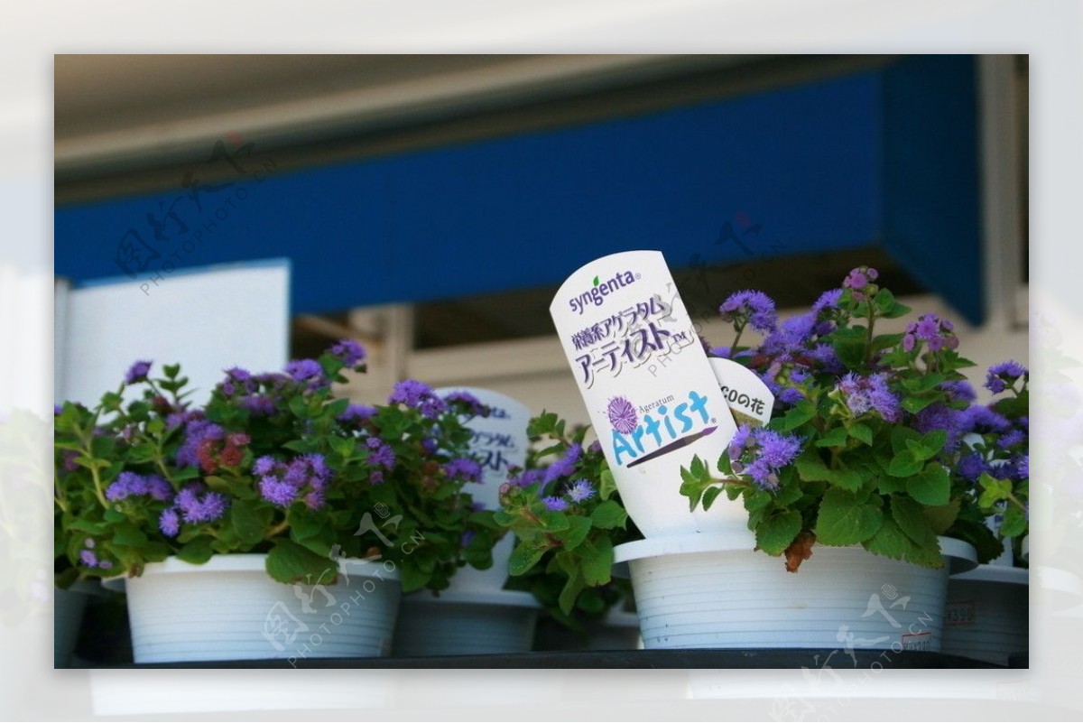 花店里紫色的盆栽图片