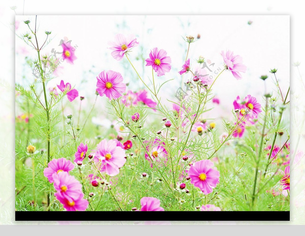 漫山遍野的野菊花图片