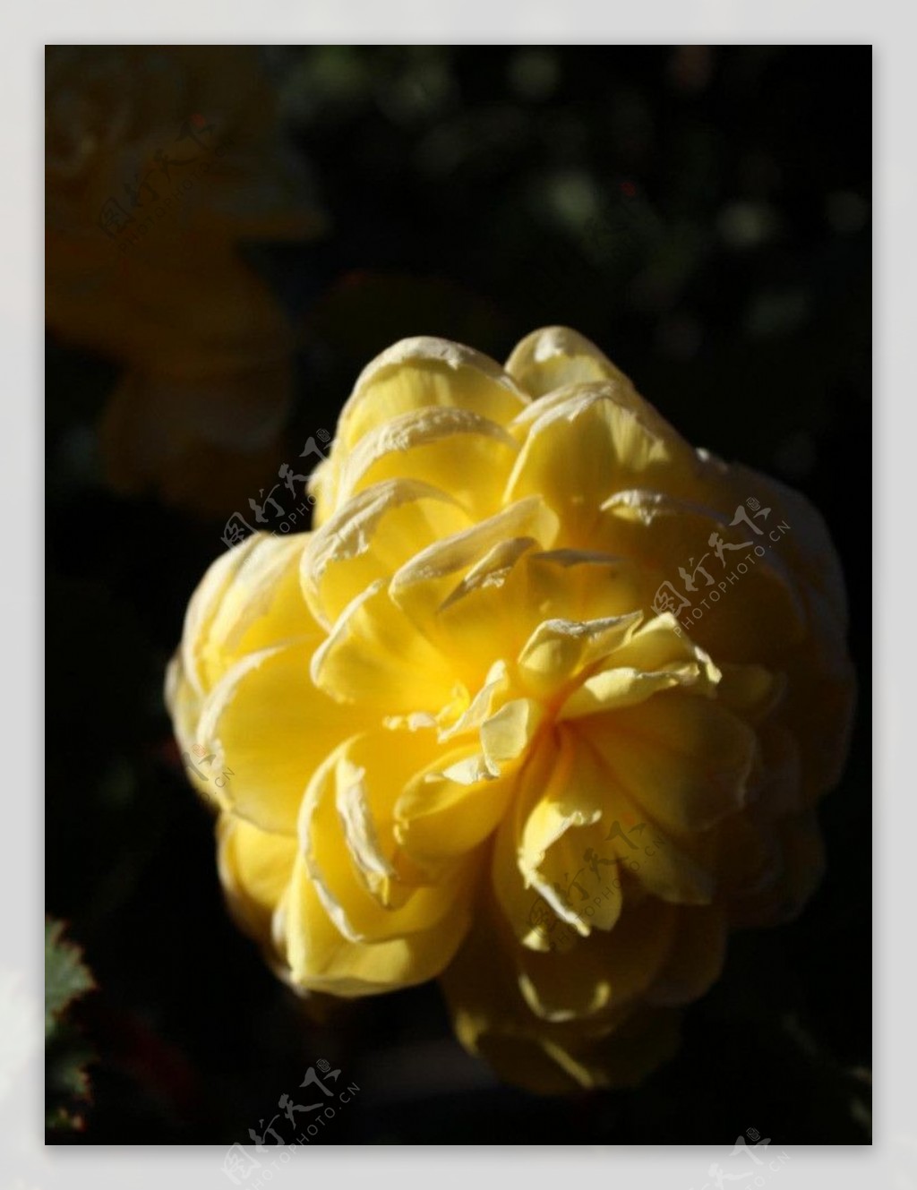 盛开的黄花图片