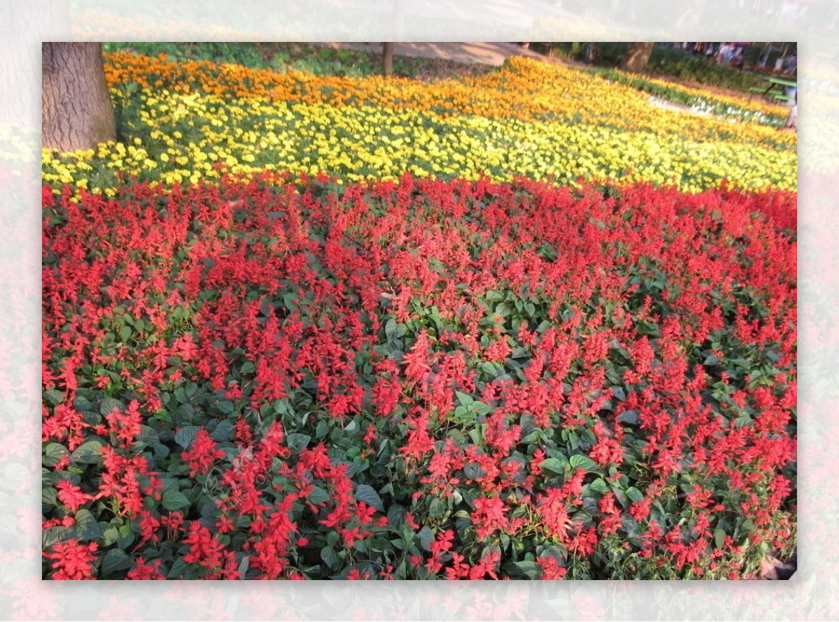 一片漂亮的红花和黄花图片
