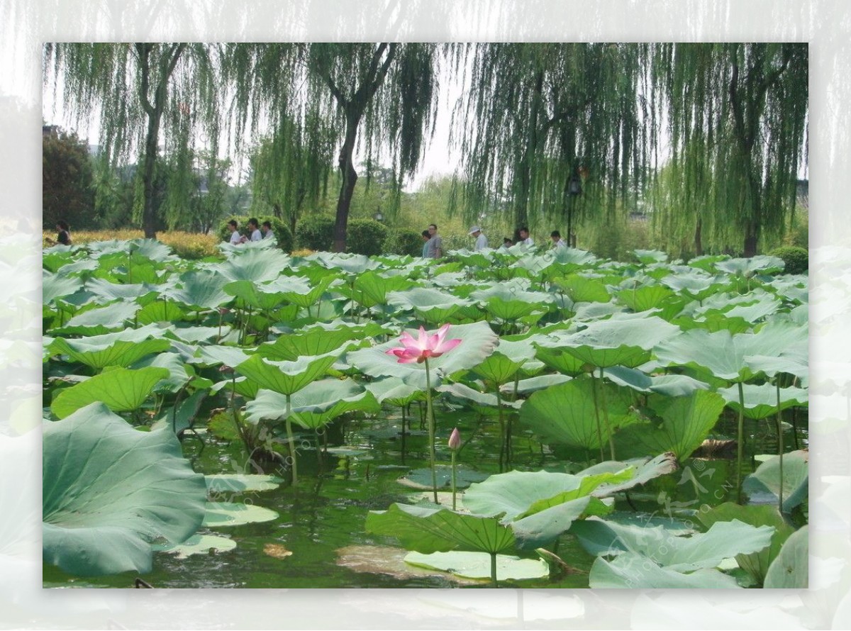 济南大明湖荷花图片