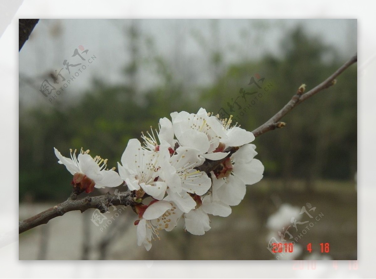 桃花图片