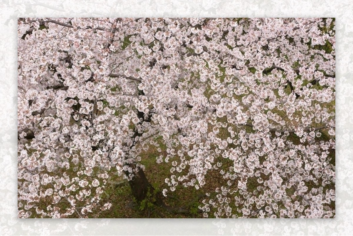 粉色美丽正在盛开的樱花图片