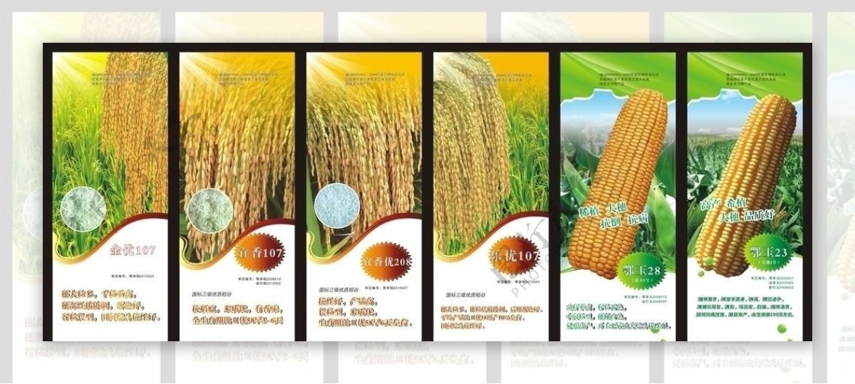 玉米海报水稻海报图片