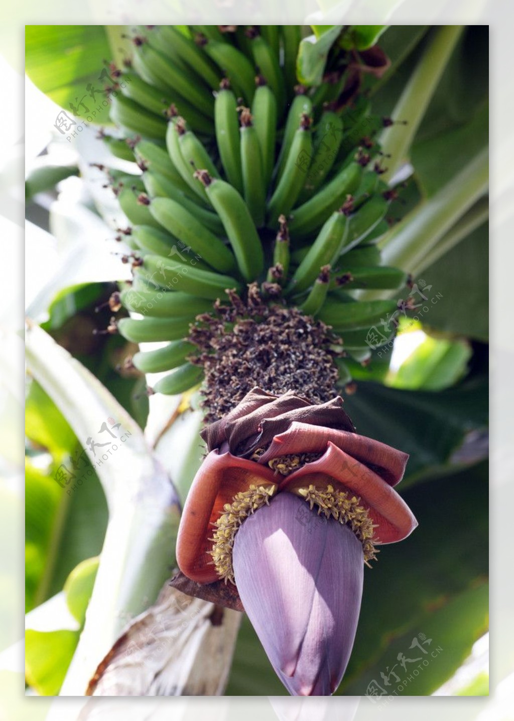 香蕉花图片