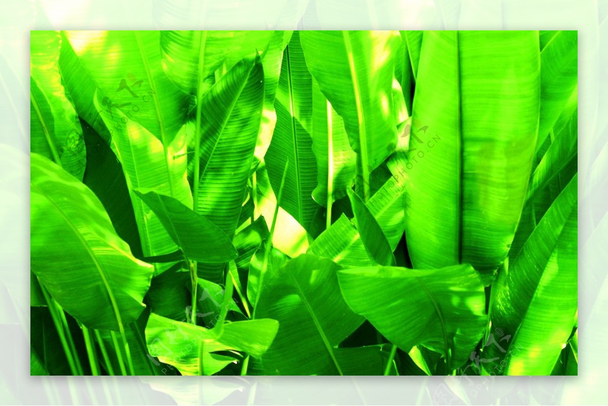 绿色植物清新生态环保生物世界摄影图库图片