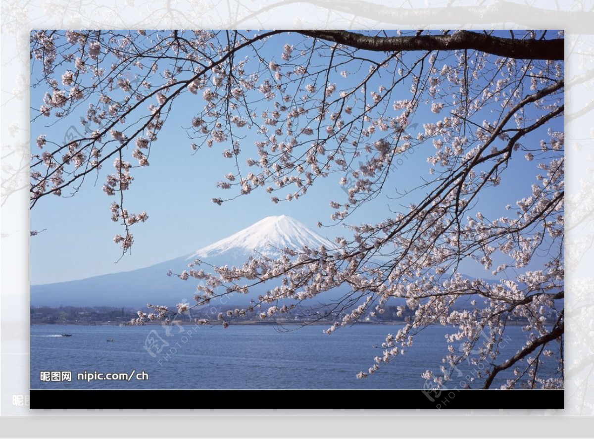 富士山樱花图片