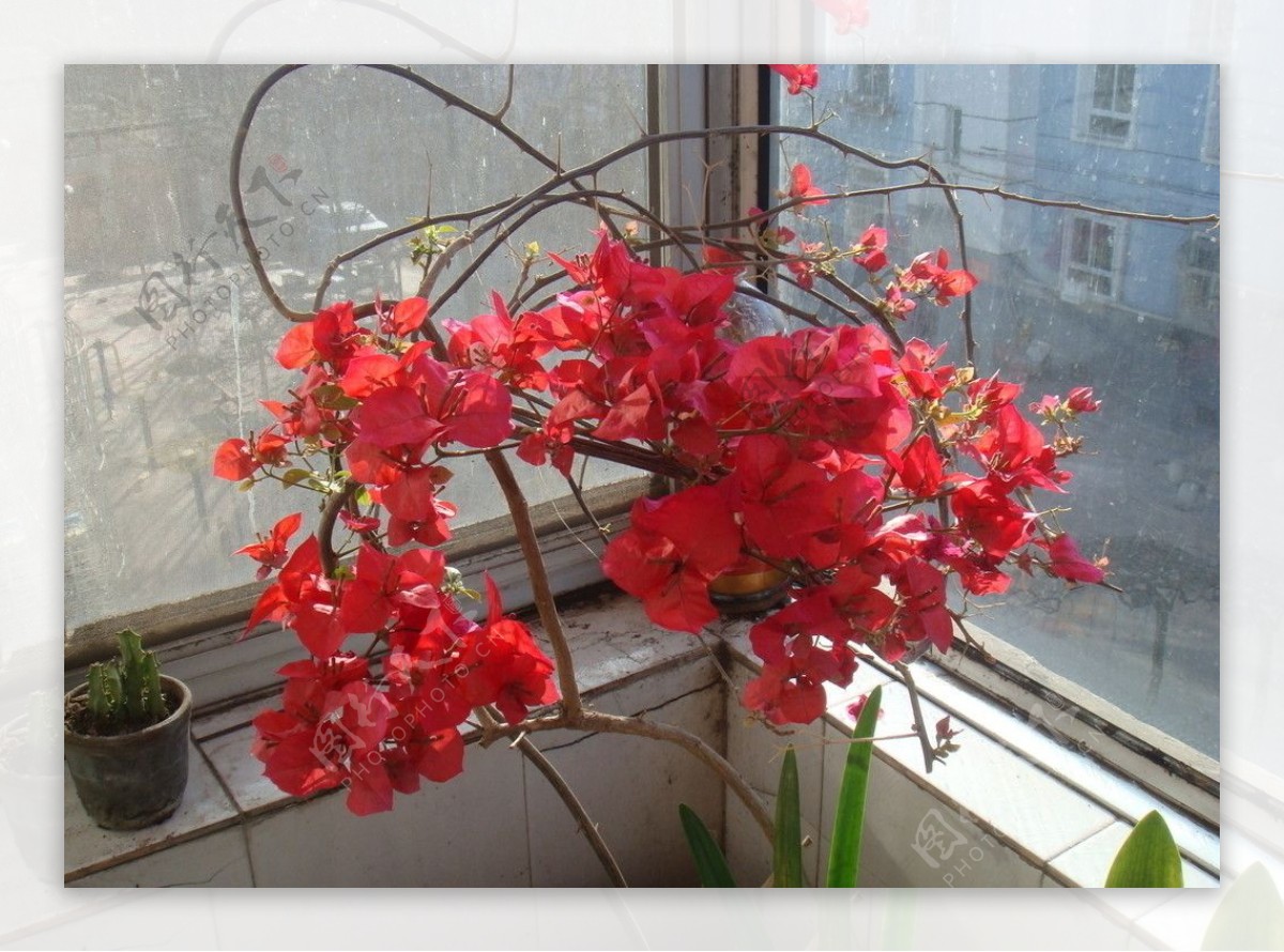 花卉三叶梅图片