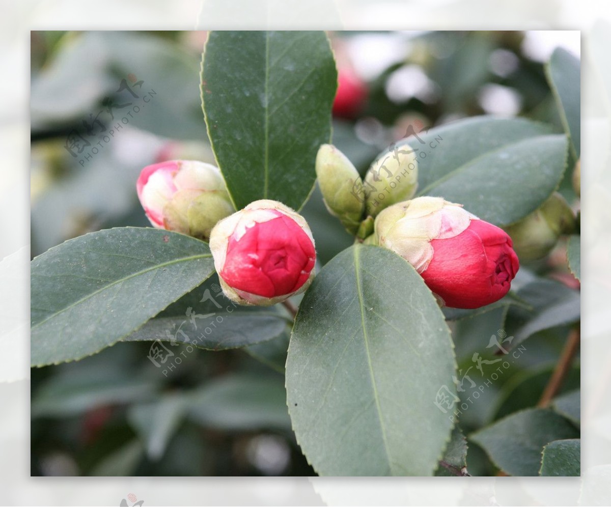 茶花图片