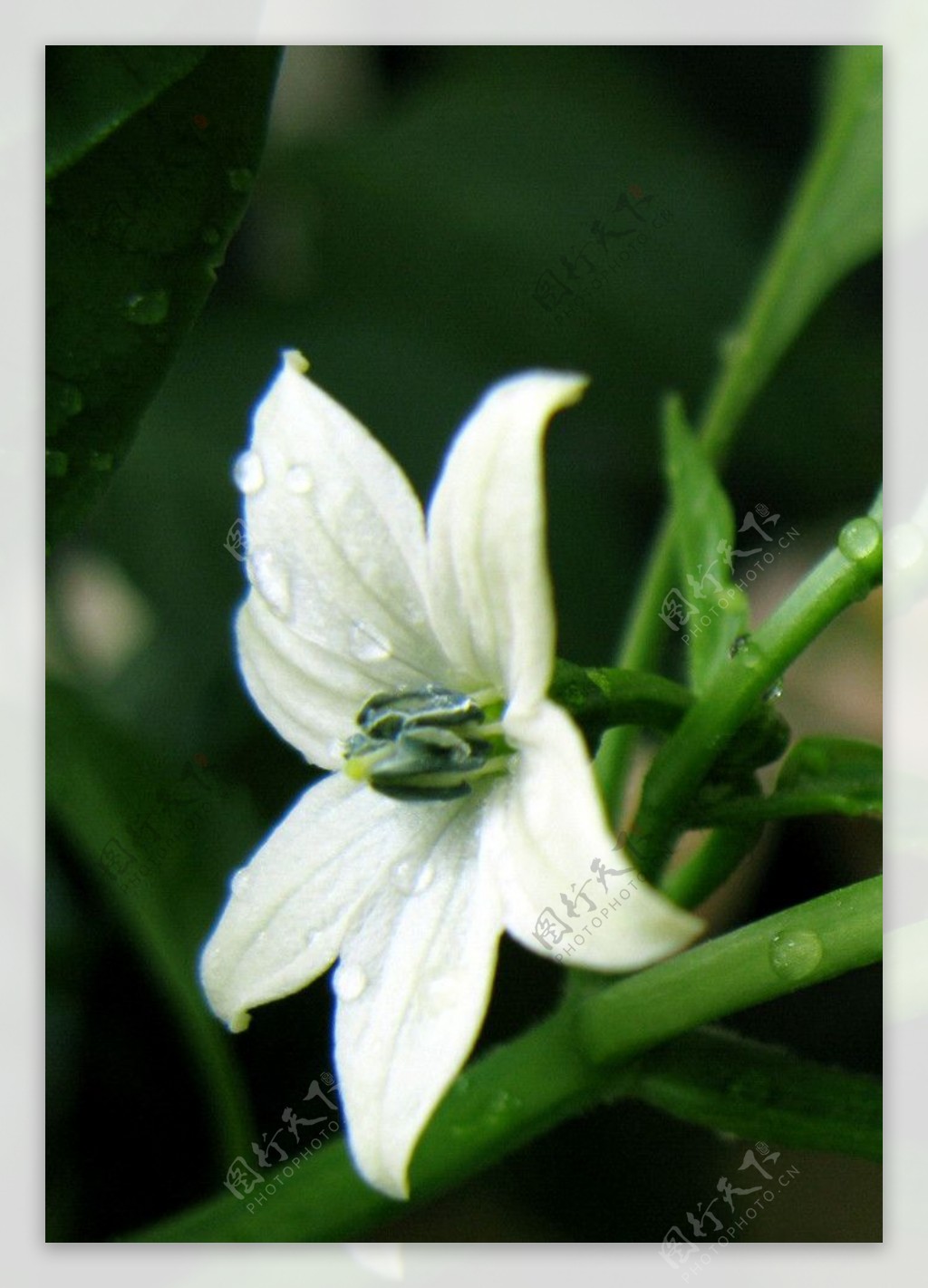 微距小白花夜来香A650拍摄白花上的水珠2图片