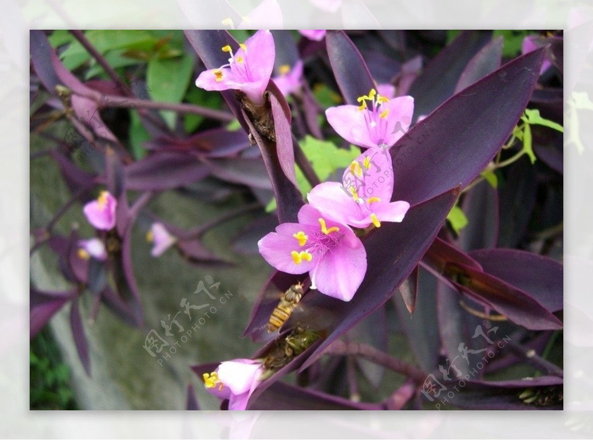 紫罗兰与蜜蜂图片