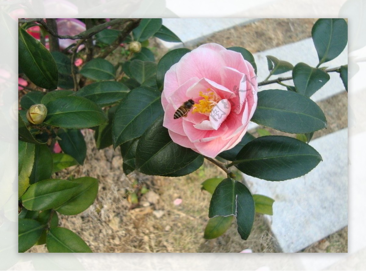 景山茶花和蜜蜂2图片