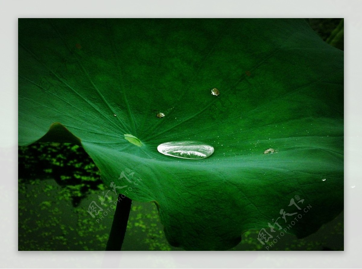 露珠荷花瓣植物摄影图高清摄影大图-千库网