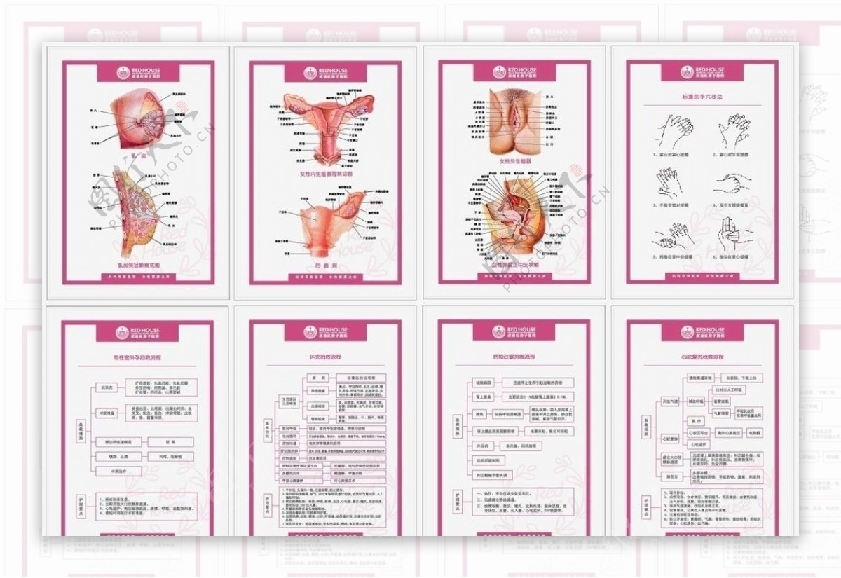 妇科器官解剖图抢救流程图片
