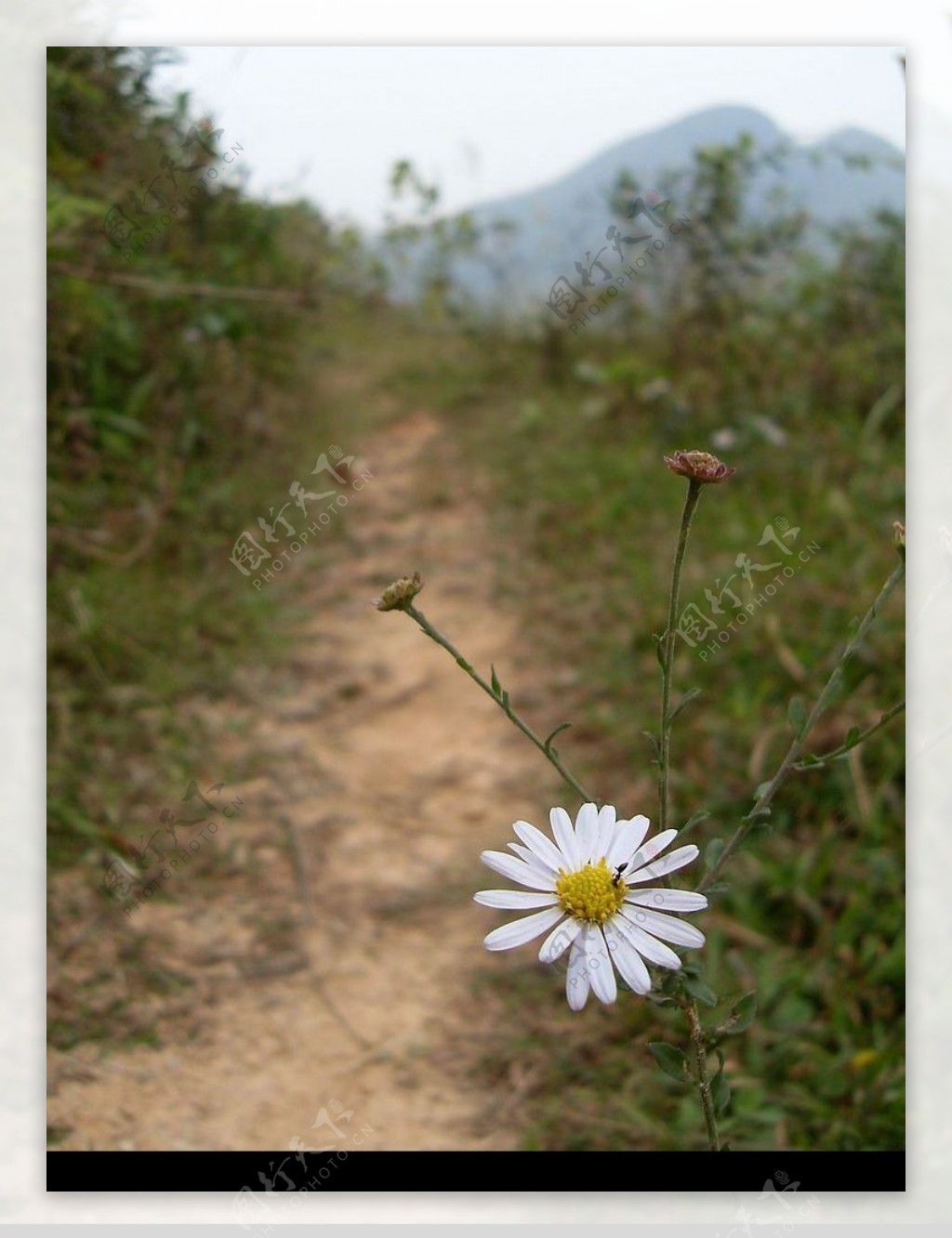 路边小花图片