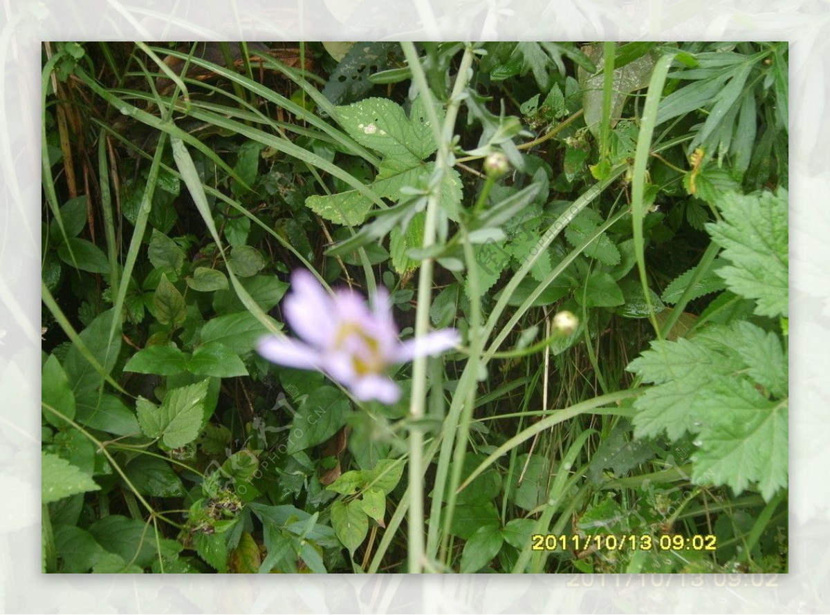 紫色野菊花图片