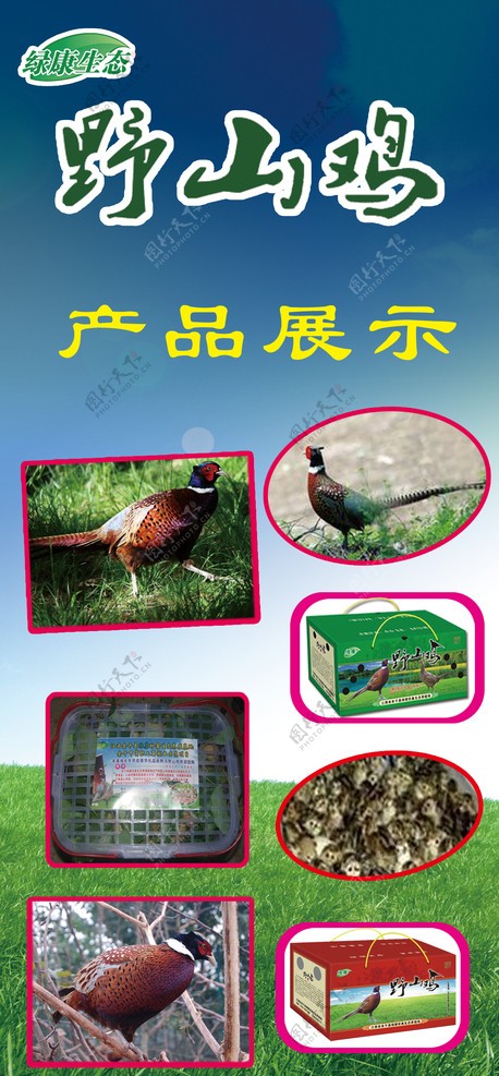 野山鸡产品展示图片