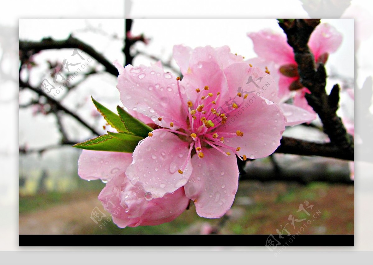 雨中桃花图片