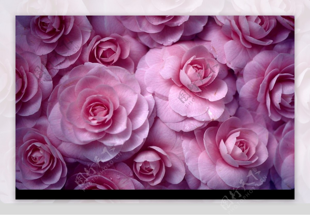 婚纱摄影紫玫瑰背景图片