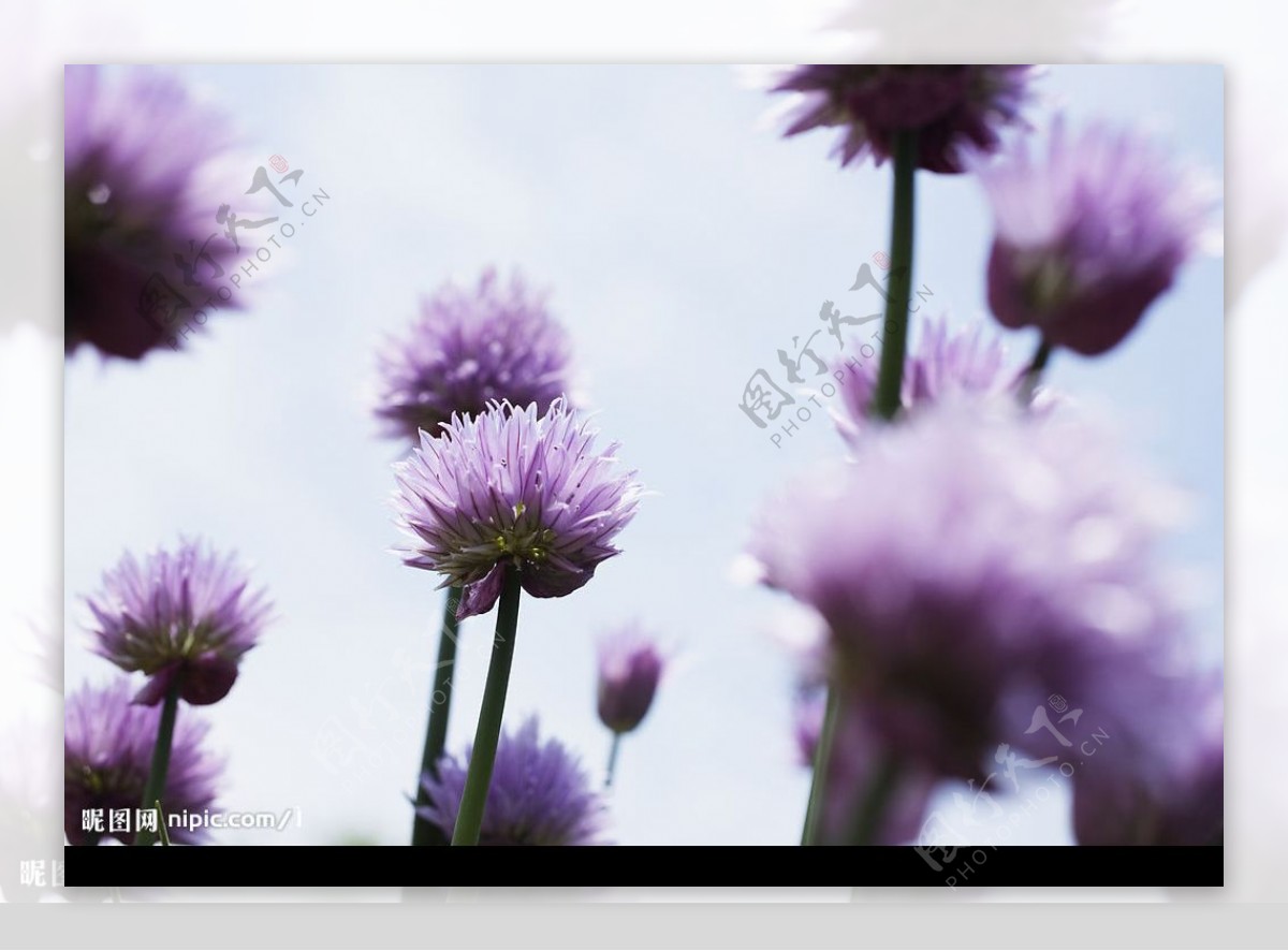 花与光紫花图片