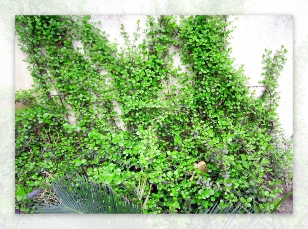 绿色的爬壁虎图片
