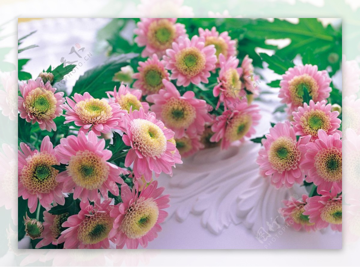 花束粉色图片