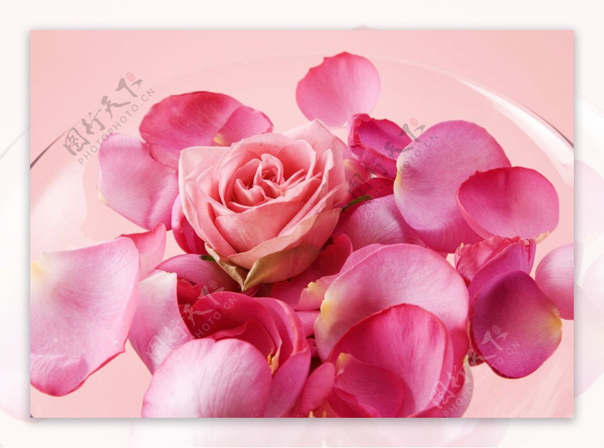 玫瑰花瓣图片素材-编号01832677-图行天下