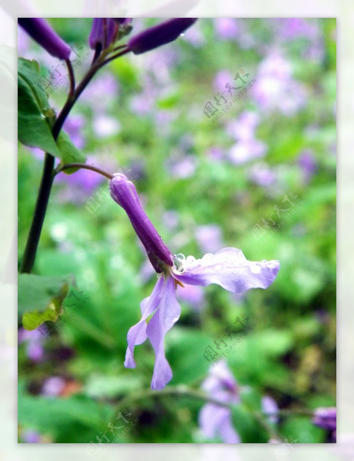 雨中二月兰图片