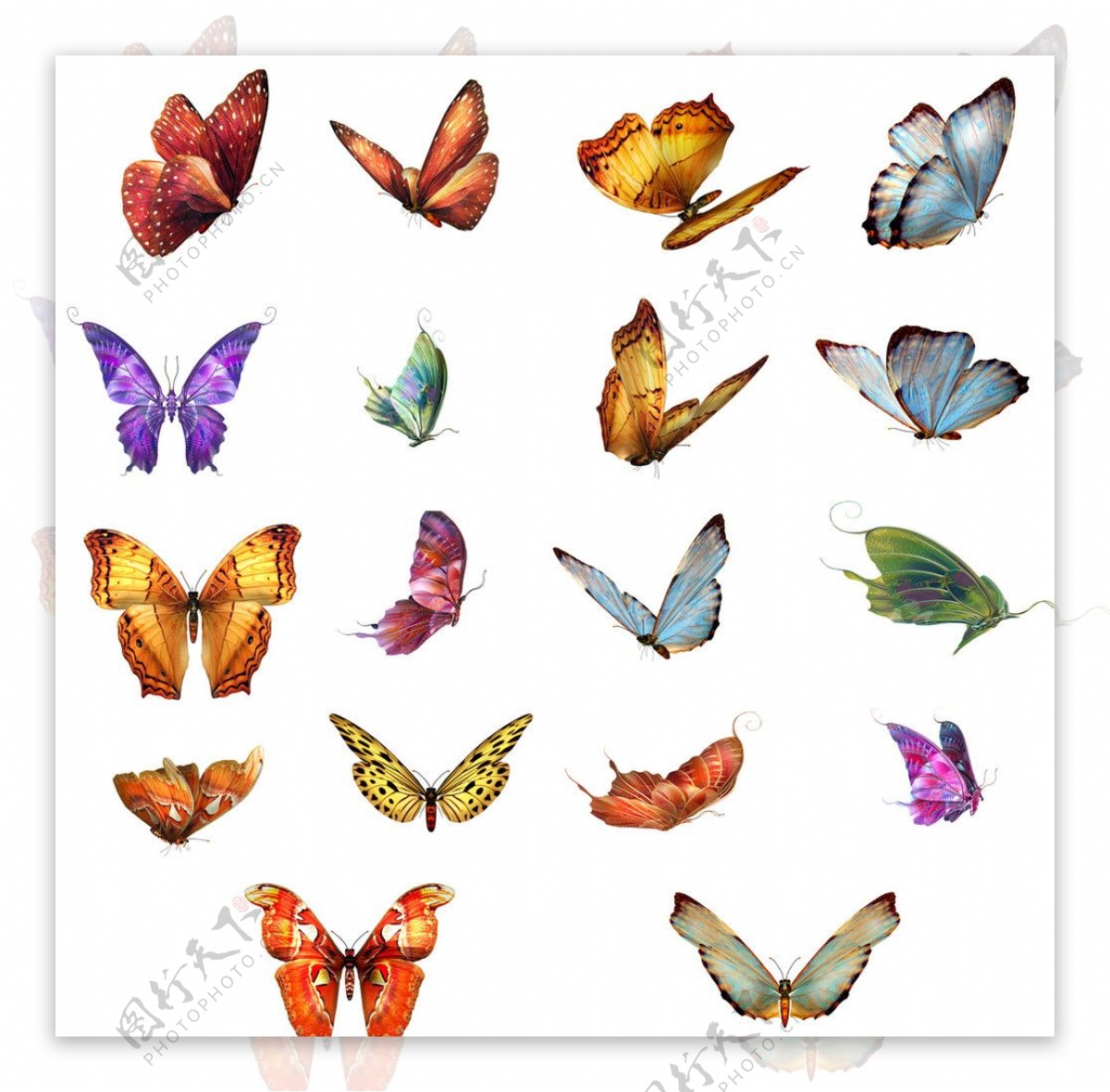 高清蝴蝶集合图片