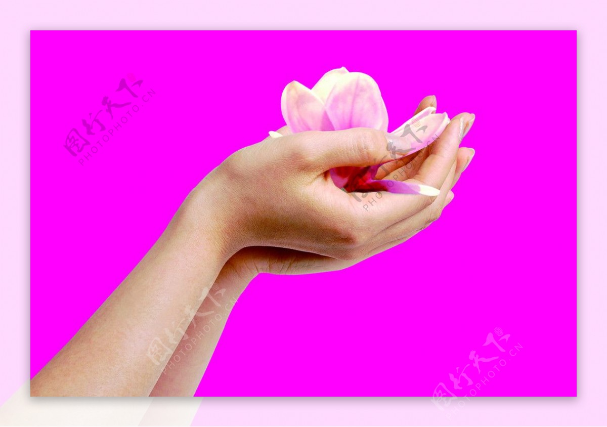 手捧玫瑰花的女人图片素材-编号26545403-图行天下