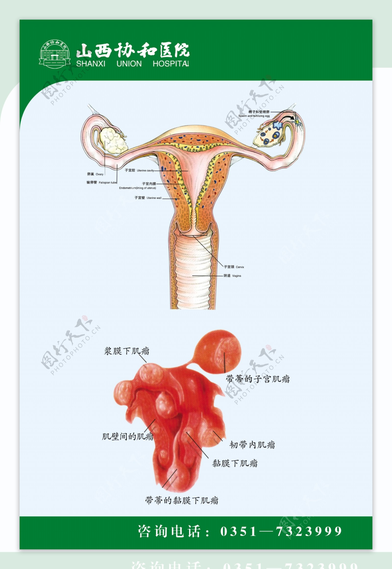 女性 生殖器 卵巢 宫口 宫颈 输卵管 子宫 女性阴部 阴道 子宫颈 外阴 阴阜 阴唇 阴蒂 妇科-cg模型免费下载-CG99