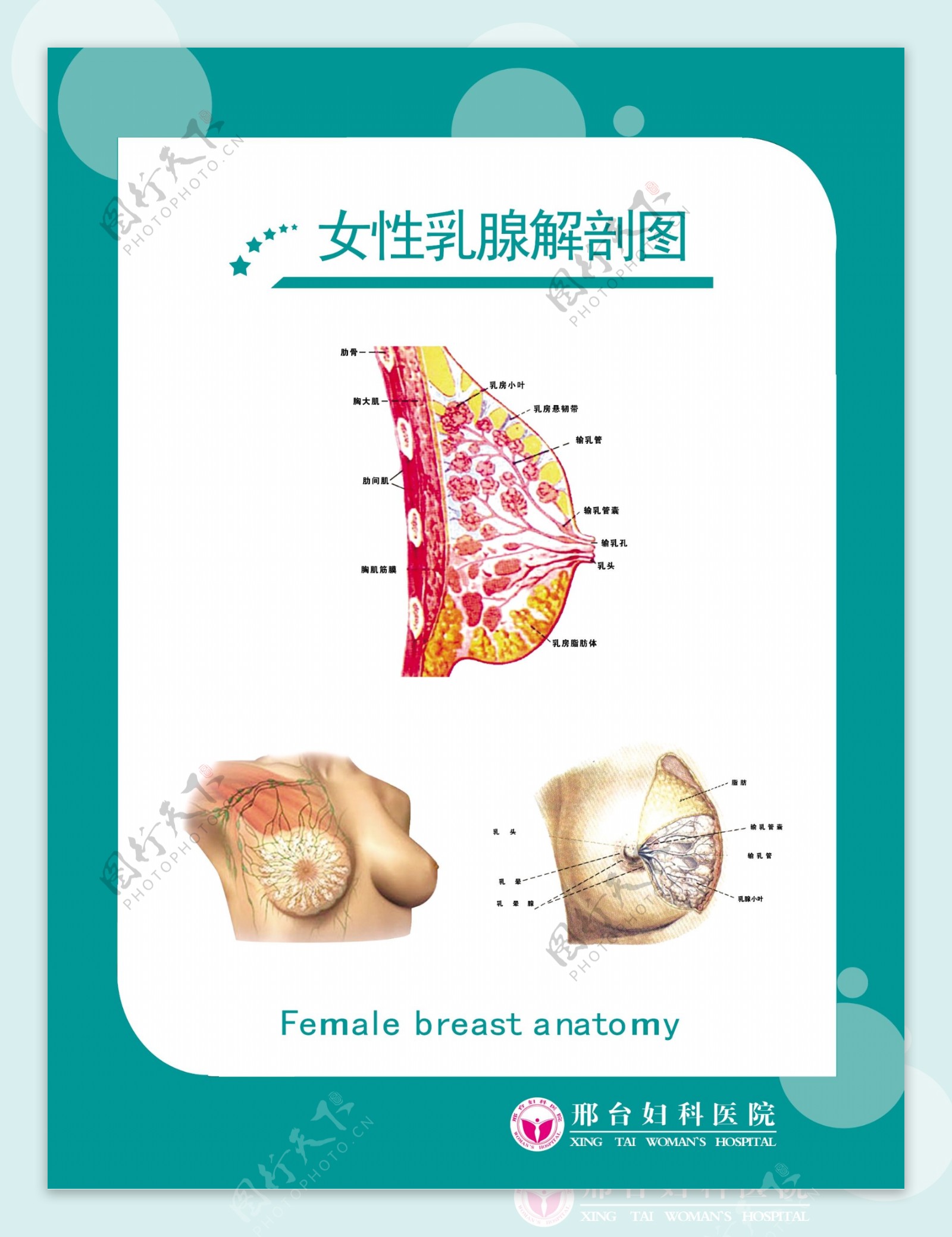女性乳腺解剖图图片