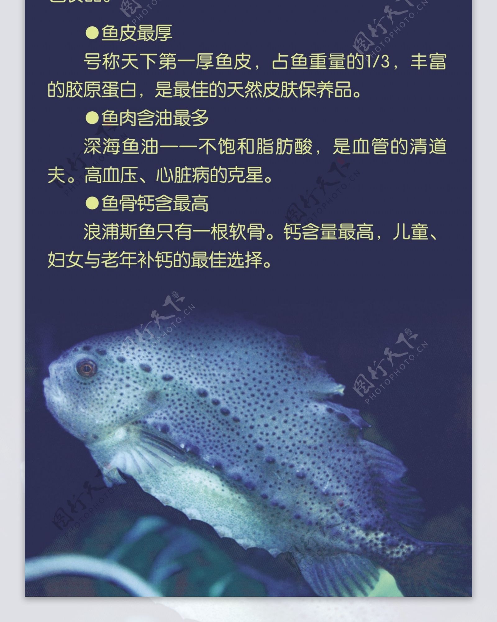 海参斑展架鱼图片