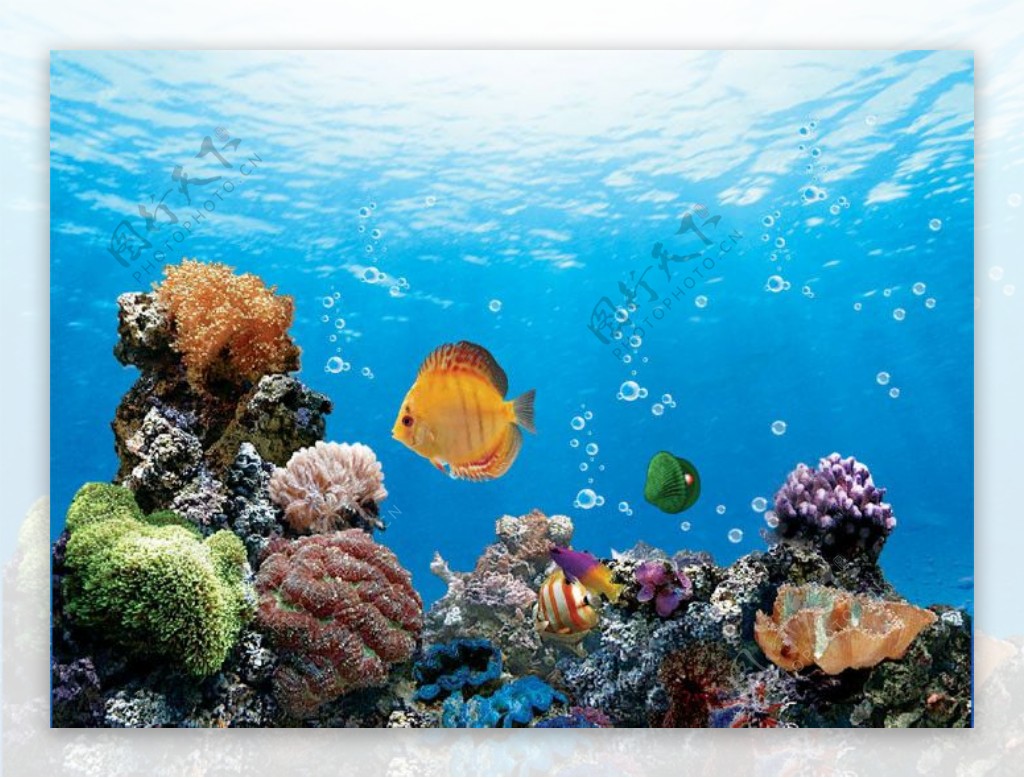 珊瑚海底风光图片
