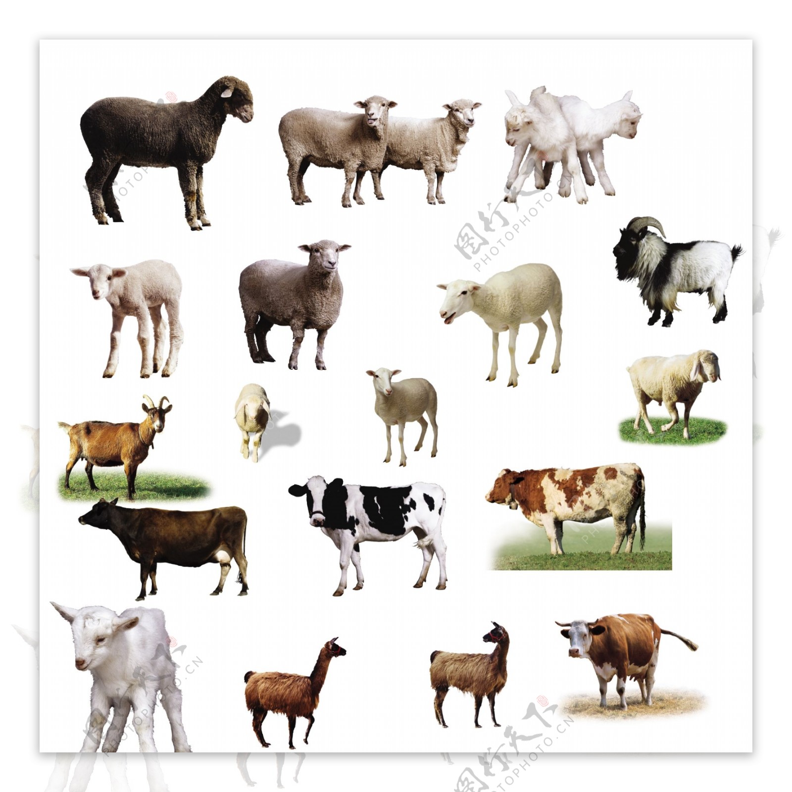 牛羊素材图片