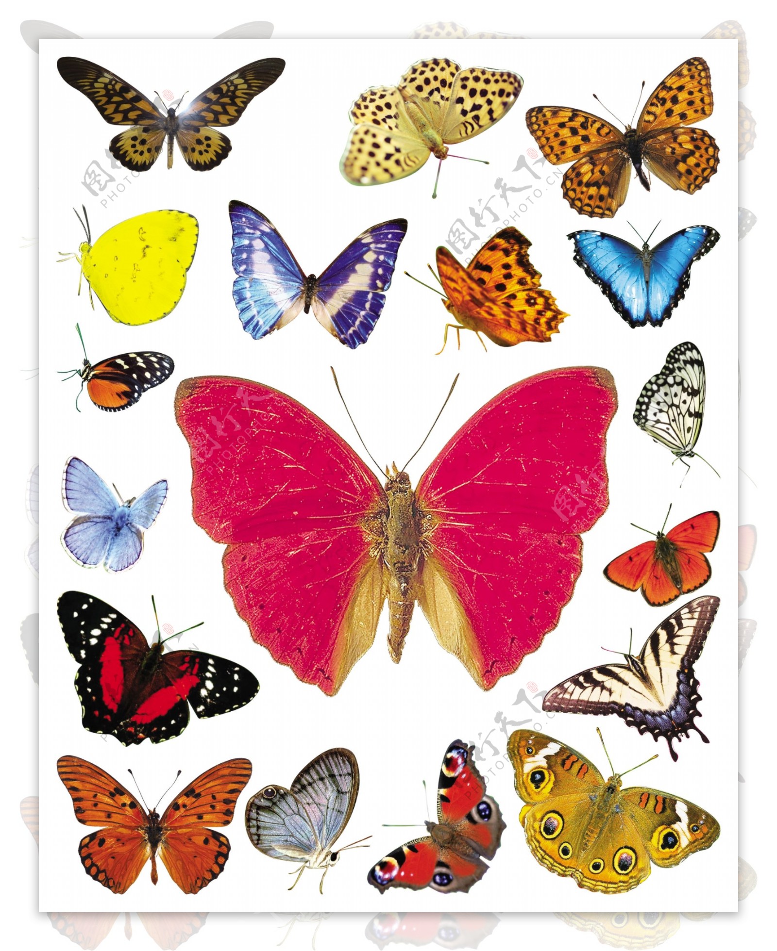 幼儿儿童画教程 蝴蝶的画法教程💛巧艺网