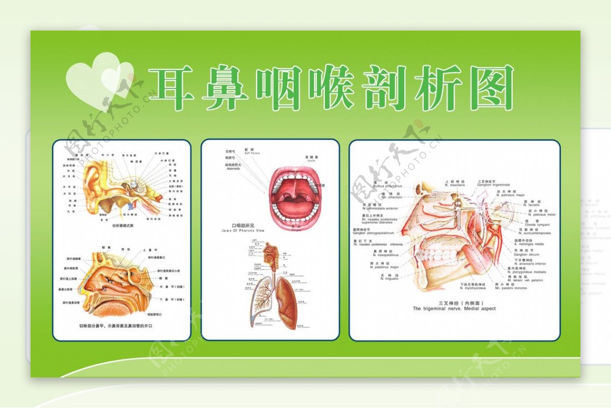 五官科展板图片