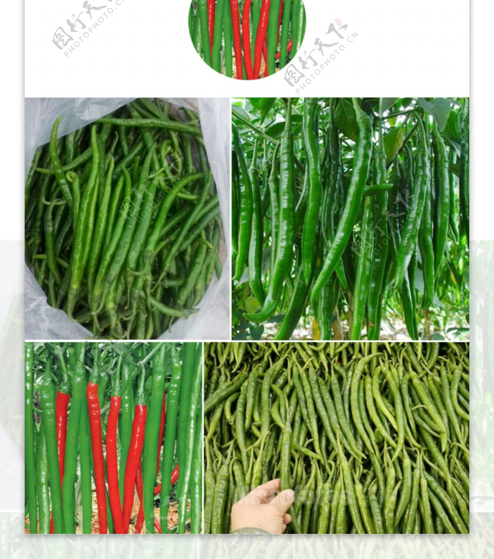 淘宝蔬菜线椒详情设计图片