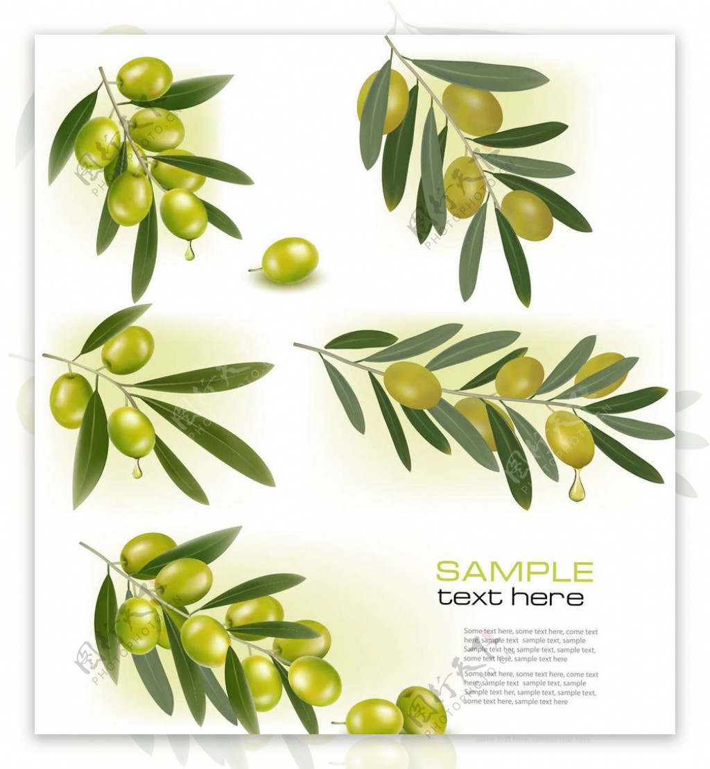 橄榄油设计图片