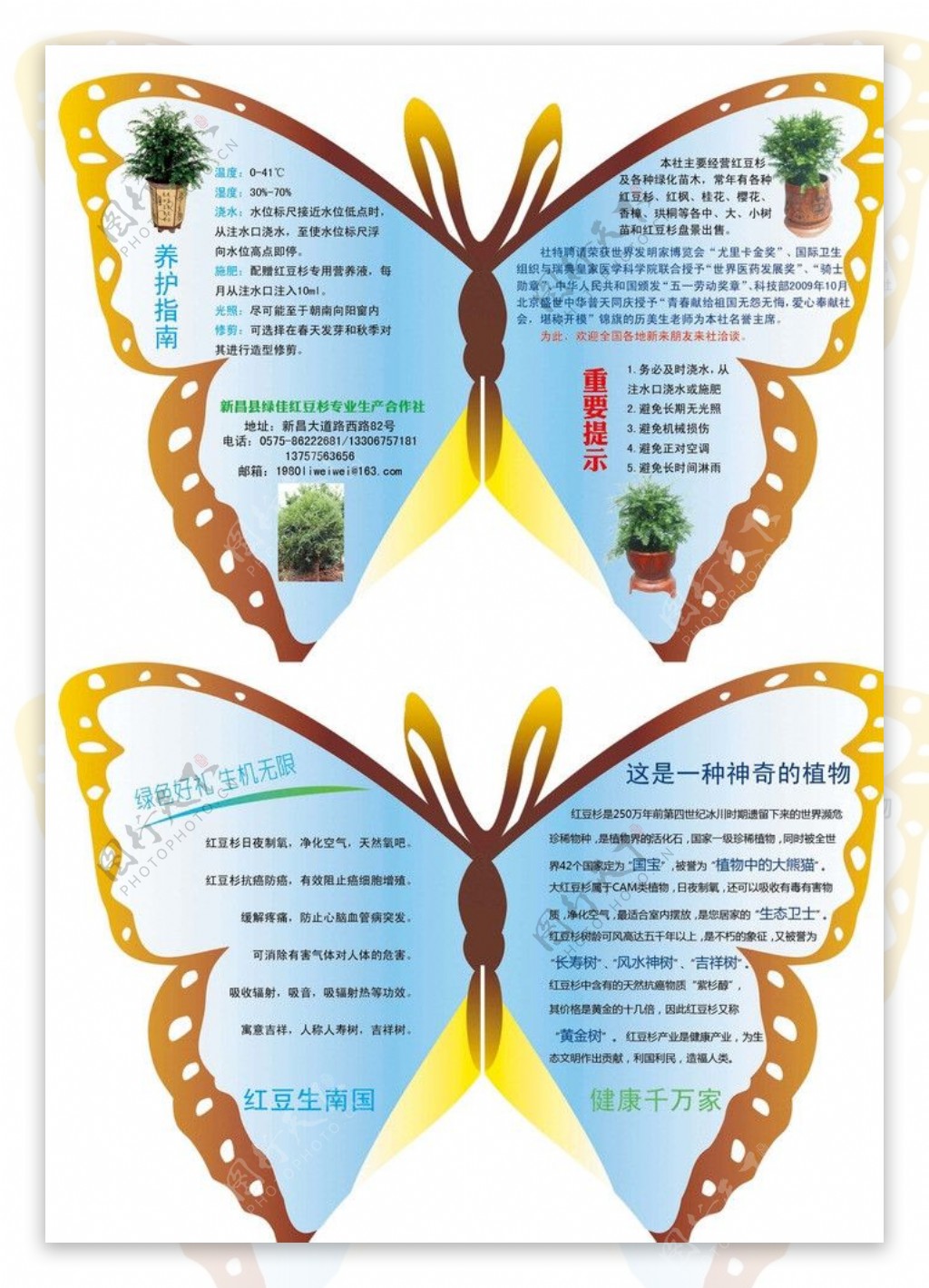 红豆杉蝴蝶折页图片