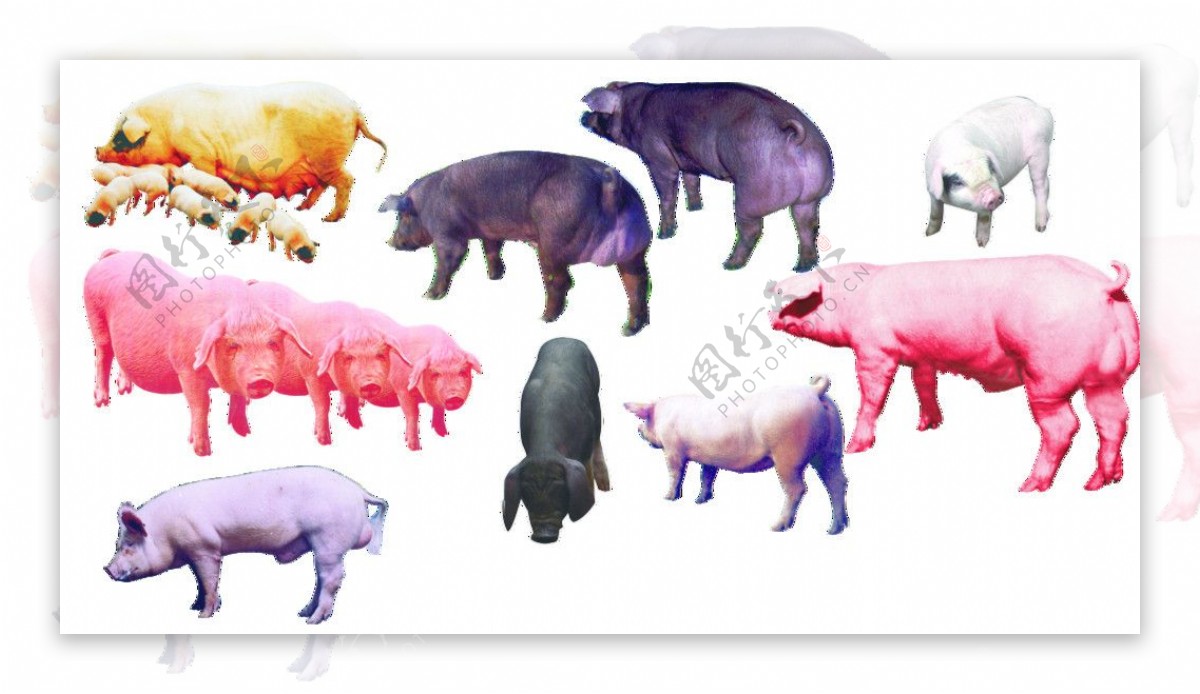 各种类型的猪图片