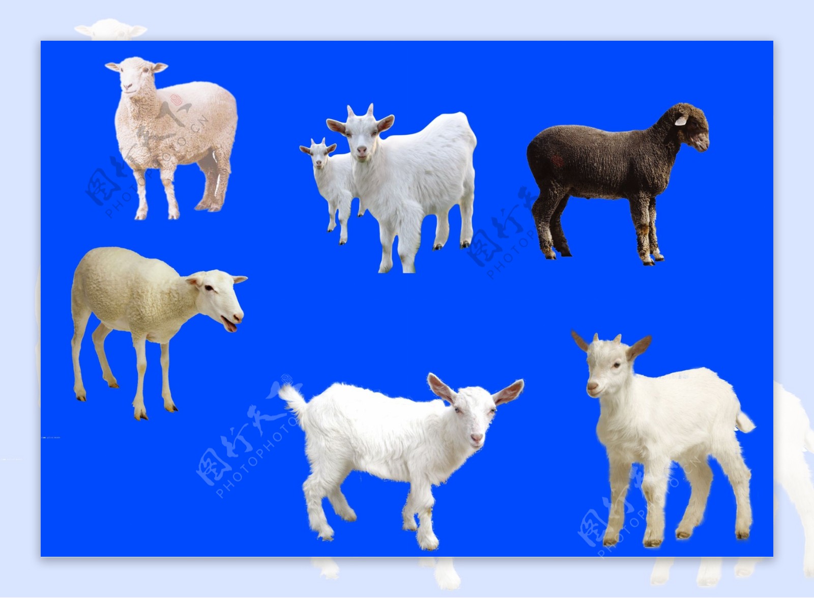羊分层素材图片