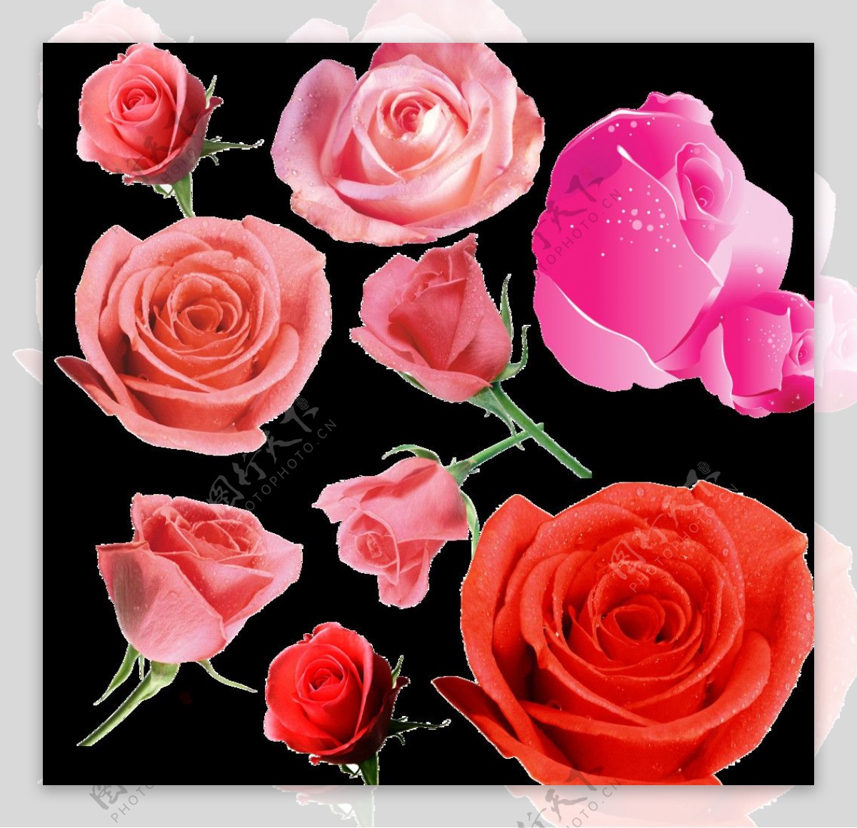 玫瑰花抠图图片