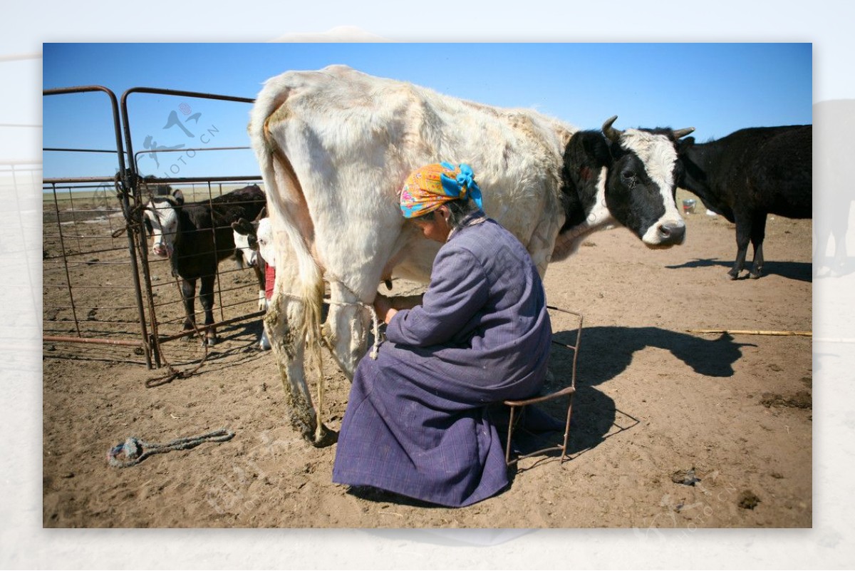 荷兰高产奶牛机器挤奶厂，百头母牛轮流排队取奶自动化！_哔哩哔哩_bilibili