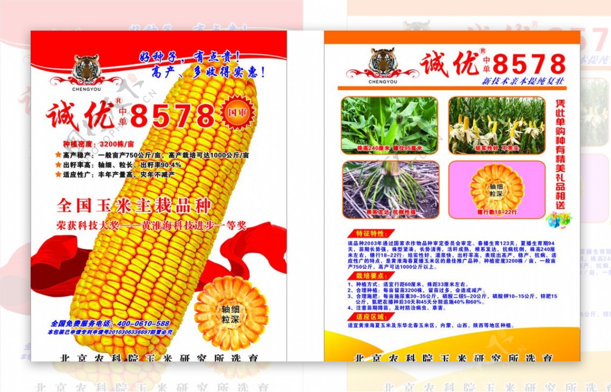 中单玉米单页图片