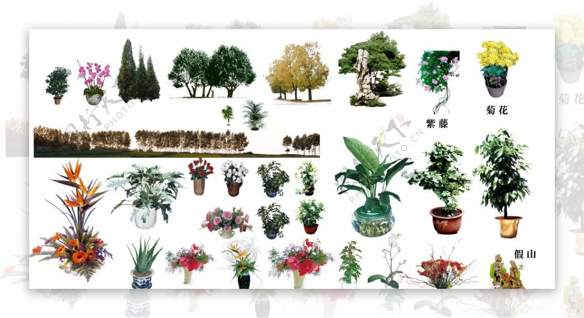 植物系列2图片