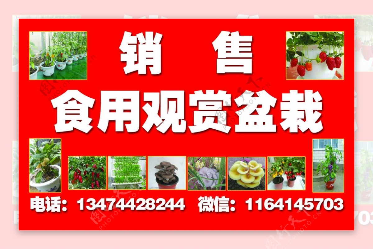 盆栽广告图片