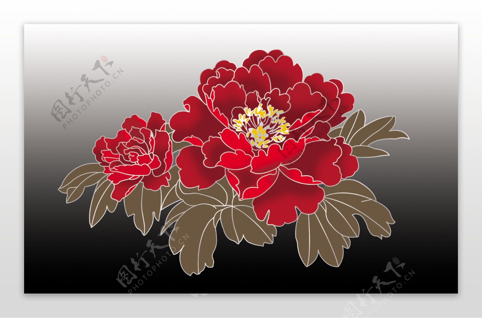 红牡丹花花瓣全部分层图片
